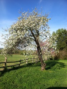 Apple Tree